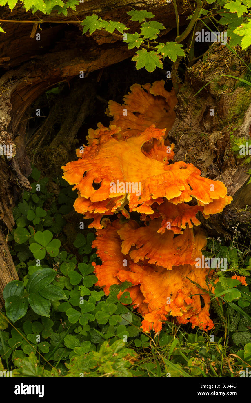 Schwefellandpilze entlang des Hoh River Trail zum Blue Glacier, Olympic National Park, Washington State, USA Stockfoto