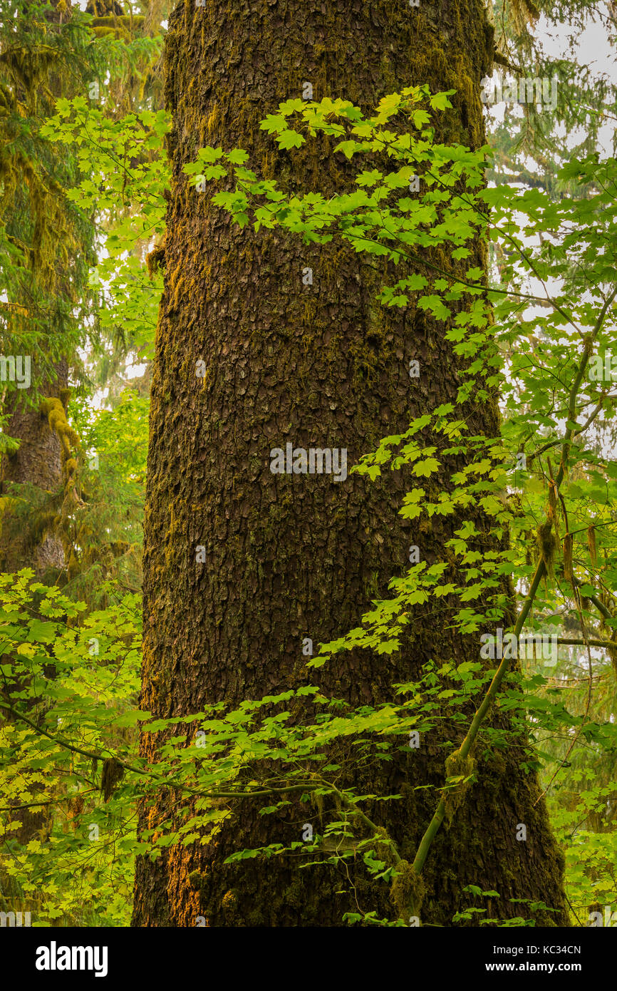 Große Sitka Fichte, Picea sitchensis, Baum in den Hoh Regenwald, mit Blätter des Weinstocks Ahorn, Acer circinatum, entlang der Hoh River Trail im Olympischen Stockfoto