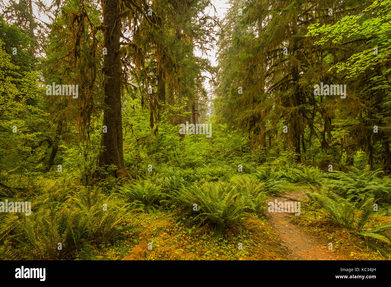 Sitka Fichte, Picea sitchensis, Baum in den Hoh Regenwald, mit Schwert Farne, Polystichum munitum, entlang der Hoh River Trail in Olympic National Park Stockfoto