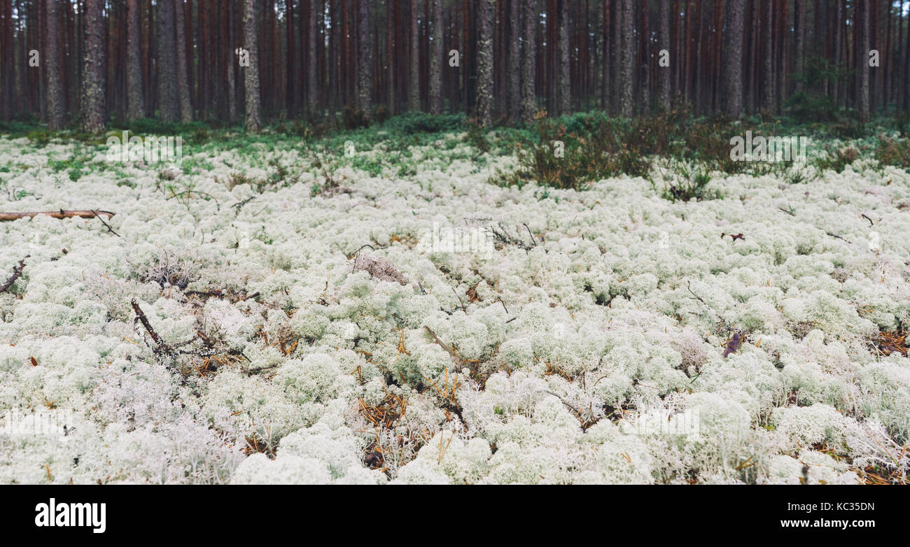 White Moss in den Kiefernwald. nordischen Landschaft Stockfoto