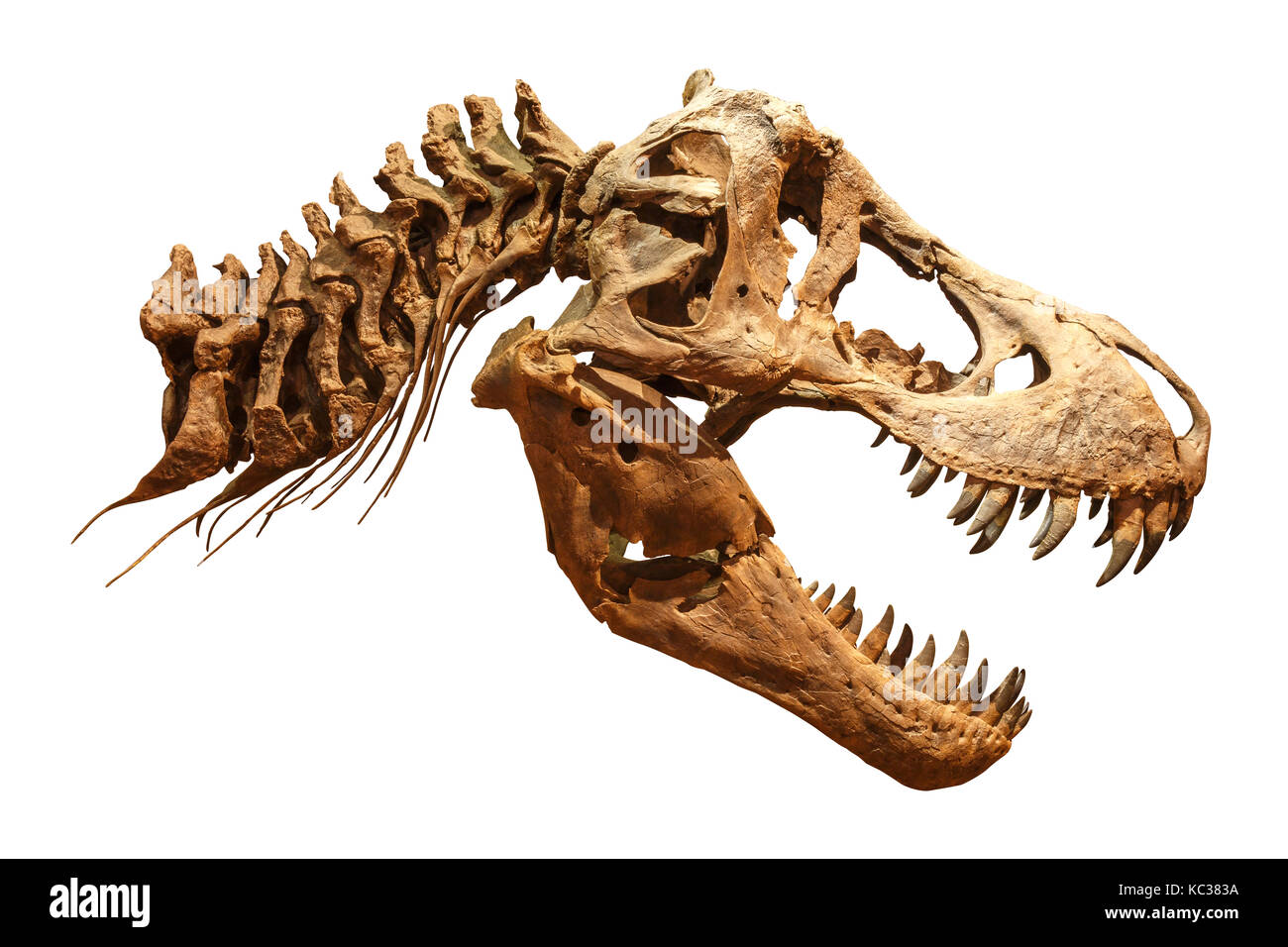Skelett des Tyrannosaurus Rex (T-Rex) auf isolierten Hintergrund. (Schädel und Hals). Stockfoto