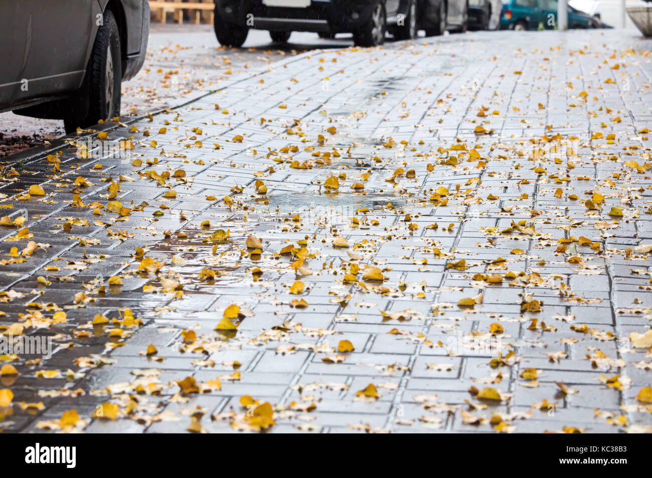 Nasse Stadt Bürgersteig mit gelben Laub im Herbst Stockfoto