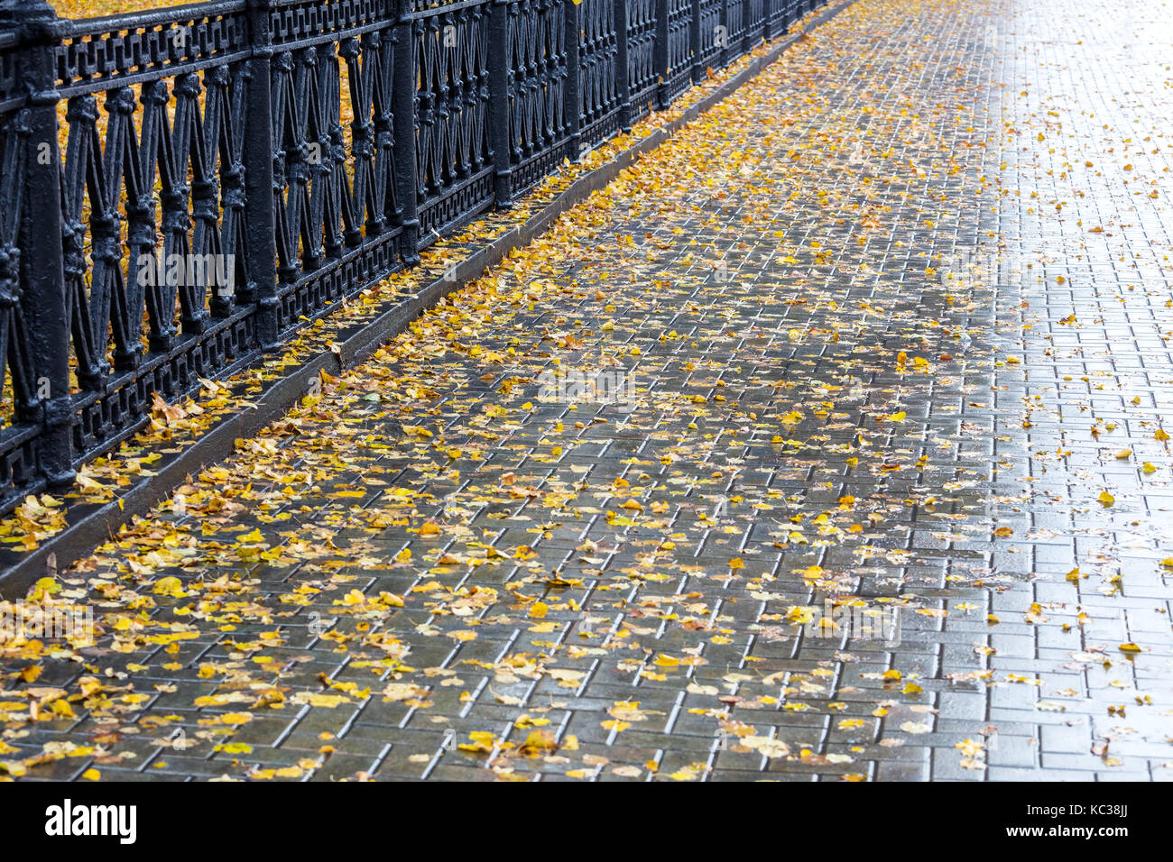 Gelbe Laub auf der Oberfläche von nassen Bürgersteig im Herbst Stockfoto