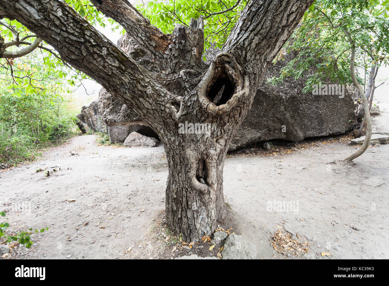 Reise auf die Krim - alten Walnussbaum im Naturpark das Tal der Gespenster am Drehort der beliebten Sowjetischen comedy film Entführung kaukasischen Sty Stockfoto