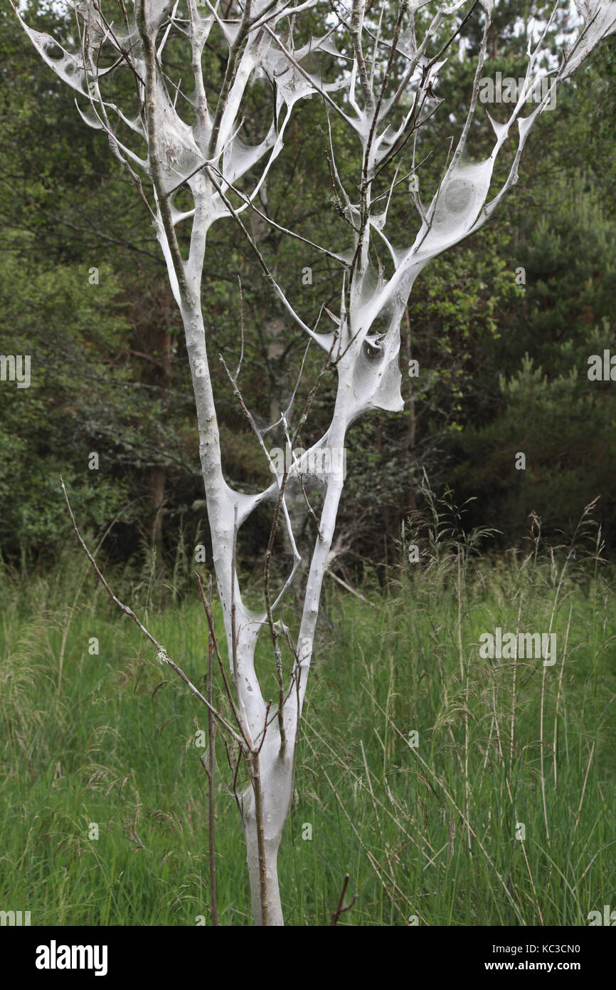 Ein Baum, auf dem sich die Larven von tent Caterpillar Motten Stockfoto