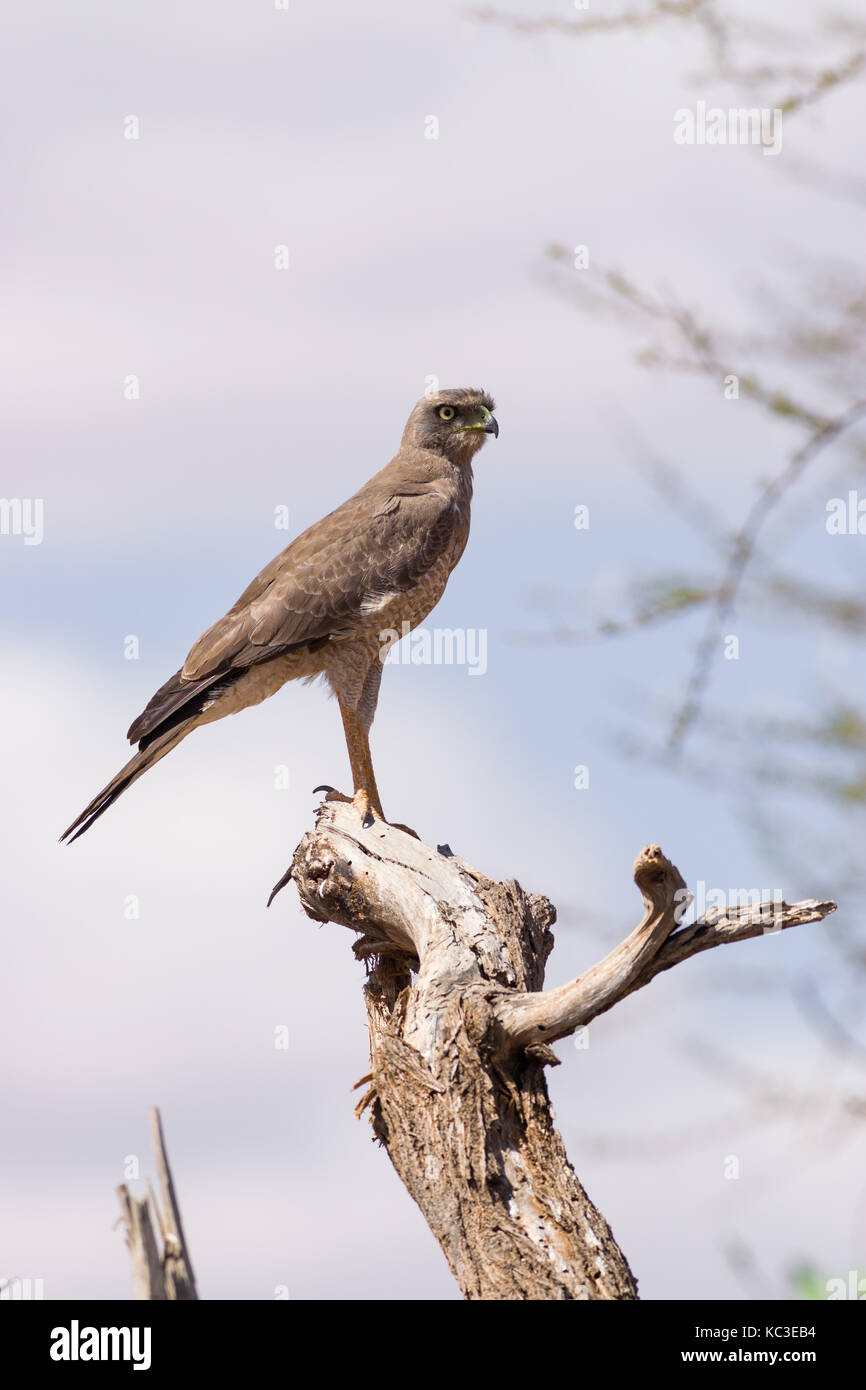 Östlichen chanting goshawk (Melierax poliopterus) auf Ast sitzend, Samburu National Game Park finden, Kenia, Ostafrika Stockfoto