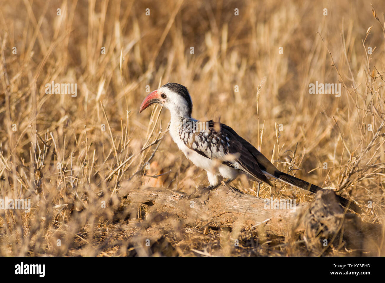 Northern Red-billed Hornbill (Tockus erythrorhynchus), Samburu National Reserve, Kenia, Ostafrika Stockfoto