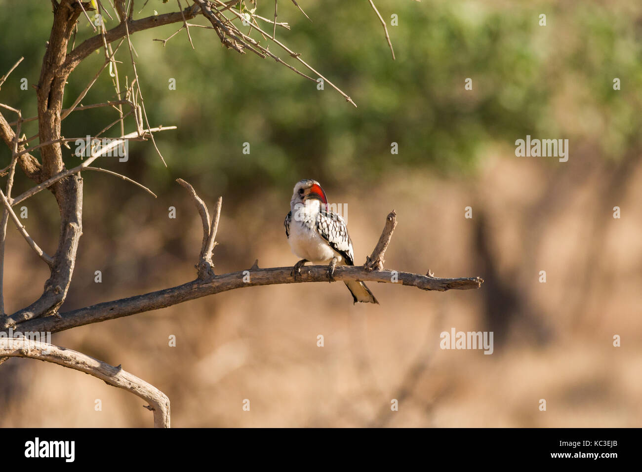 Northern Red-billed Hornbill auf Ast sitzend (Tockus erythrorhynchus), Samburu National Reserve, Kenia, Ostafrika Stockfoto