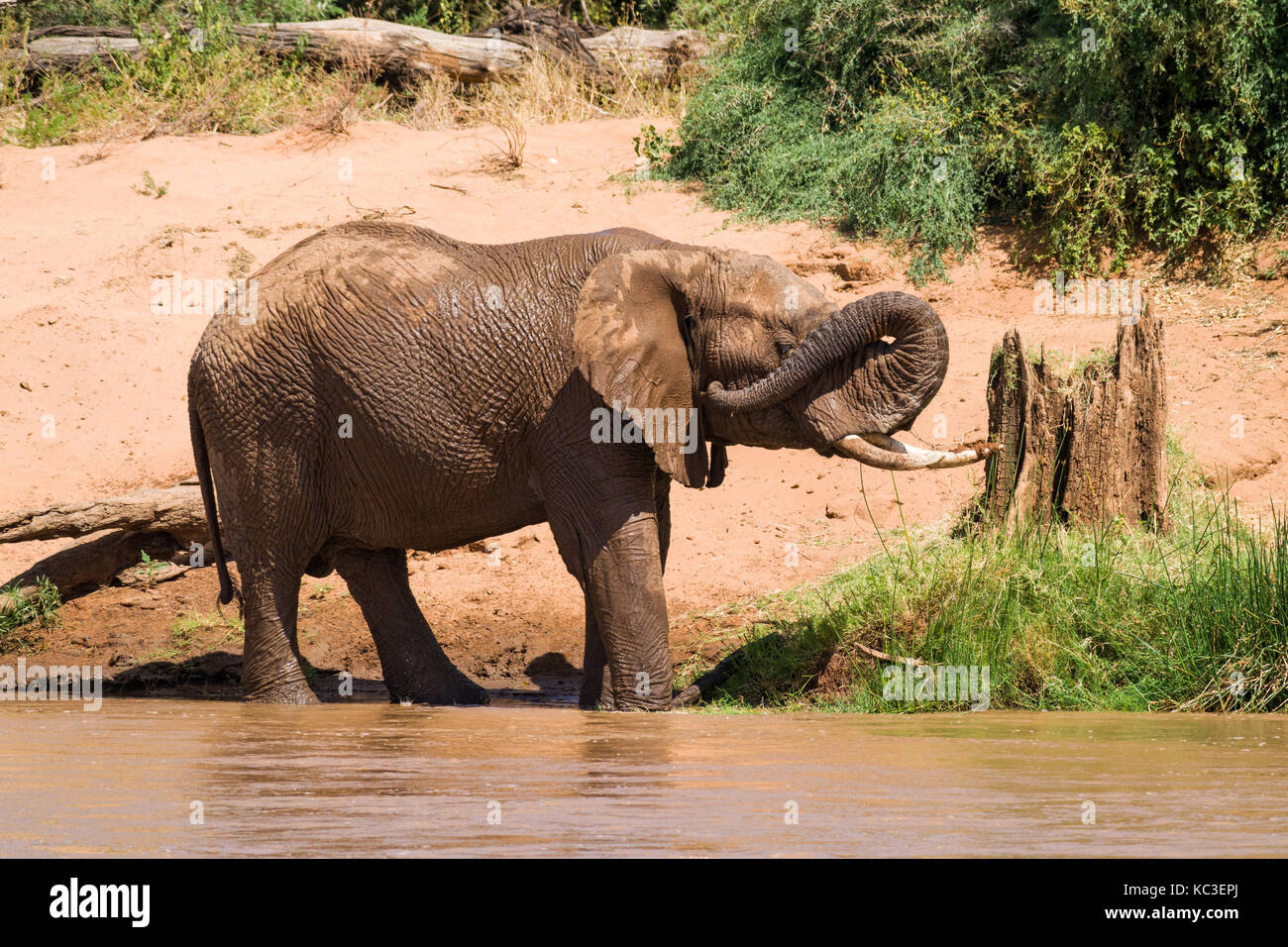 Afrikanischen Busch Elefant (Loxodonta africana) selbst waschen mit Wasser des Flusses von Amtsleitung, Samburu National Reserve, Kenia, Ostafrika Stockfoto