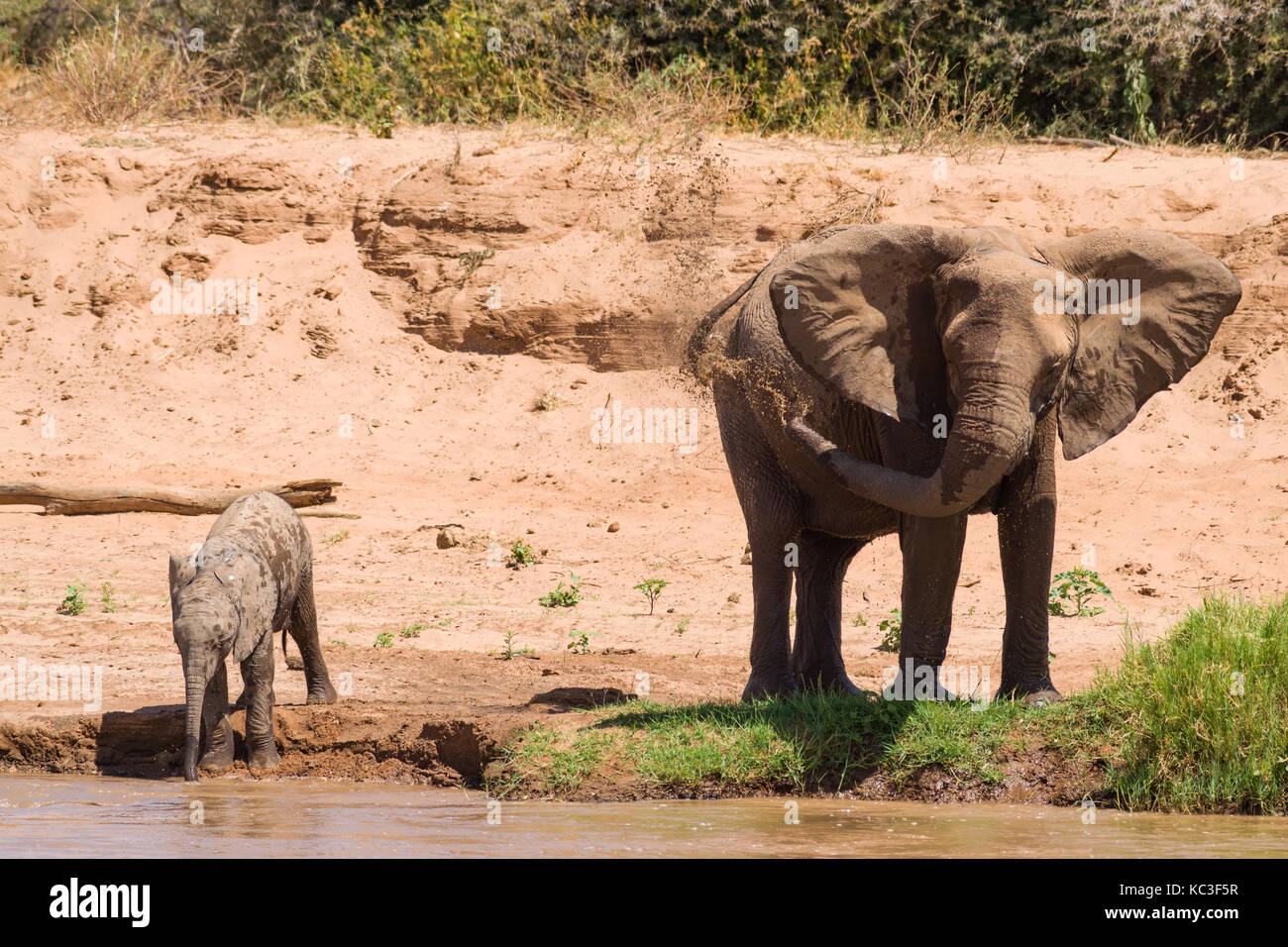 Afrikanischen Busch Elefant (Loxodonta africana) Mutter und Baby trinken aus Fluss, Samburu National Reserve, Kenia, Ostafrika Stockfoto