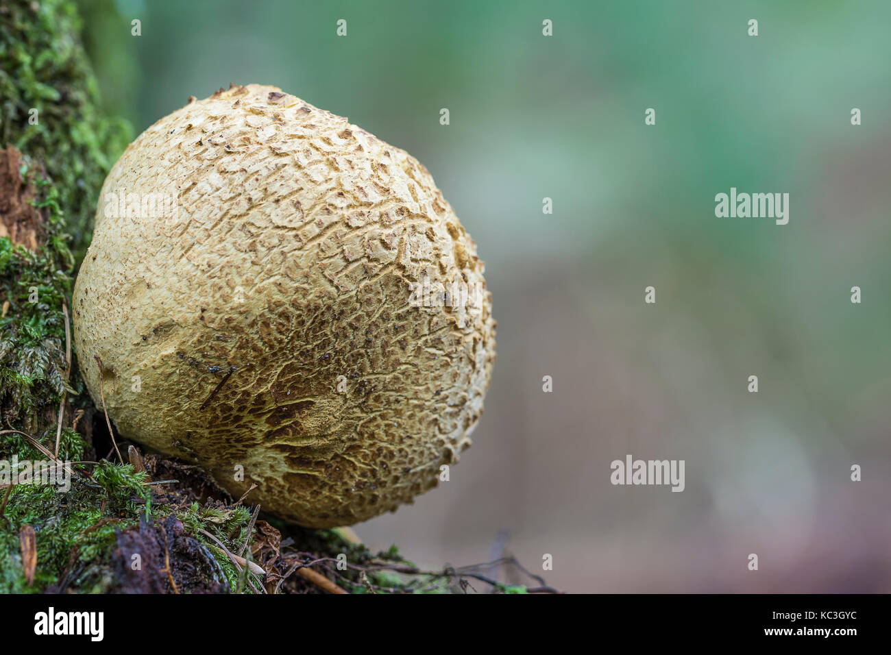 Gemeinsame puffball, warted Puffball, Edelstein - verzierte Puffball, Devil's Schnupftabak-Box (lycoperdon perlatum, lycoperdon gemmatum) - Wald von Dean, Großbritannien Stockfoto