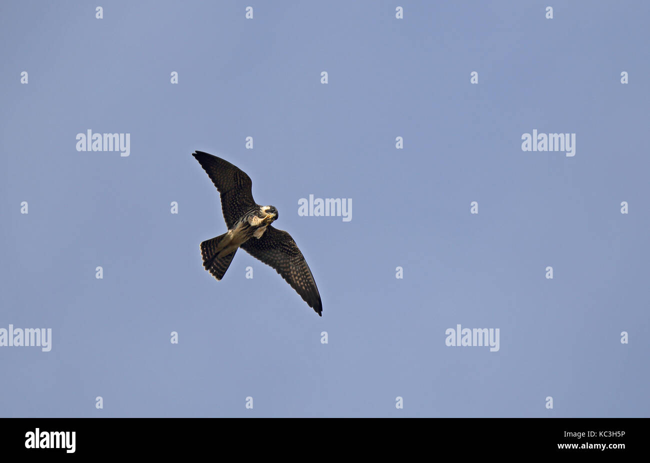 Eurasisches Hobby, Falco subbuteo, fliegen oben unter blauem Himmel Stockfoto