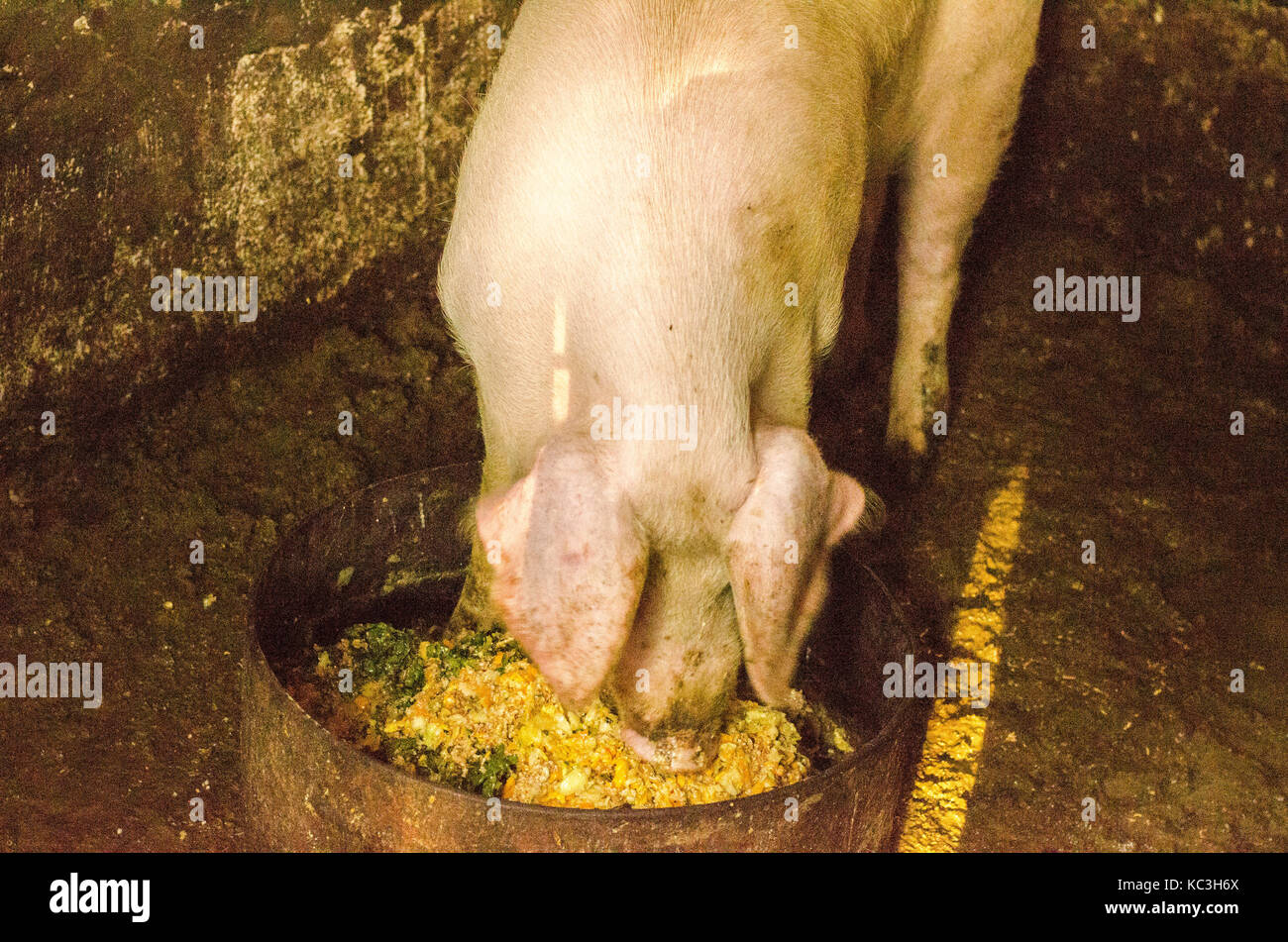 Schwein Nase im Pen. Schwerpunkt liegt auf der Nase. Geringe Tiefenschärfe. Stockfoto