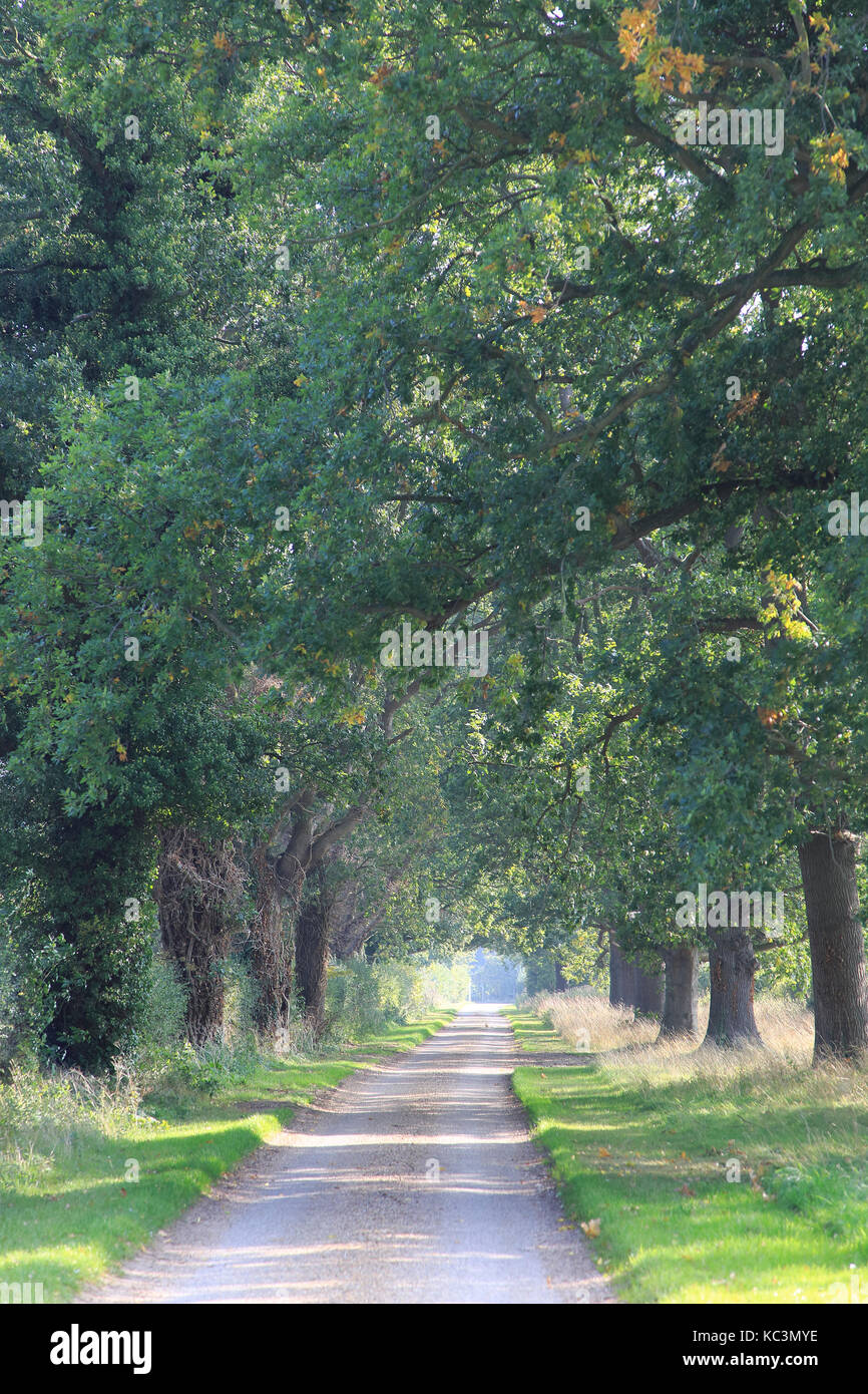 Allee der Eichen schmale Landstraße, Methersgate Drive, Sutton, Suffolk, England, Großbritannien Stockfoto