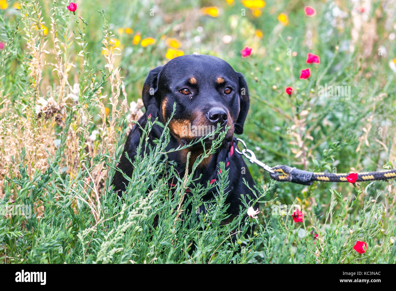 Rottweiler Hund an der Leine im Sommer Gartenhund im Garten Stockfoto