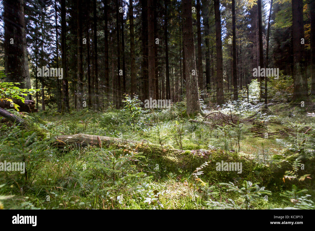 Mystic Forest im Harz in Deutschland Stockfoto