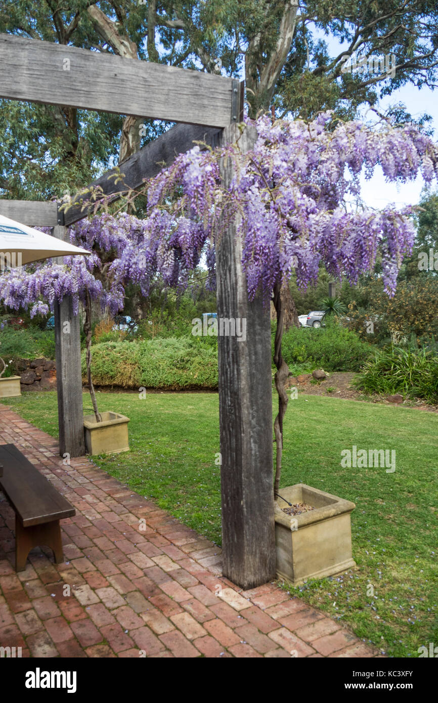 Blühende glyzinie Klettern eine hölzerne Pergola. Stockfoto