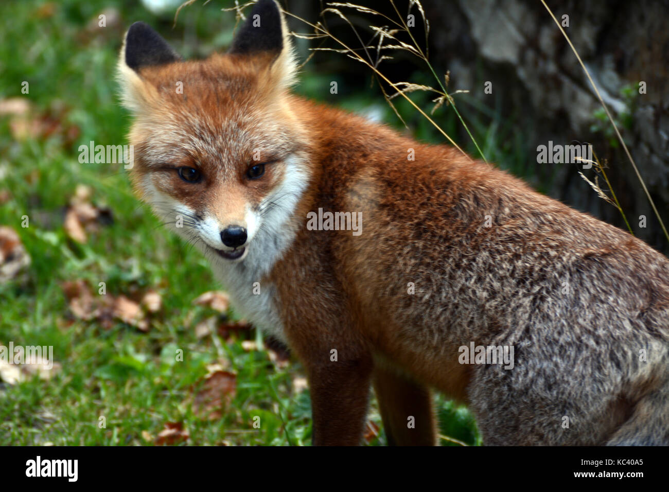 Porträt eines Red Fox in den Rumänischen Wäldern Stockfoto