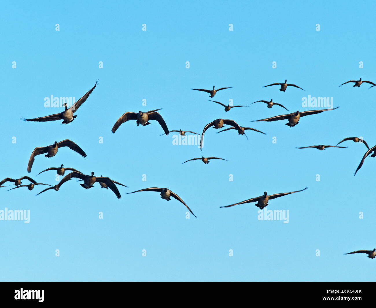 Quebec, Kanada. Kanadagänse fallen Migration Stockfoto