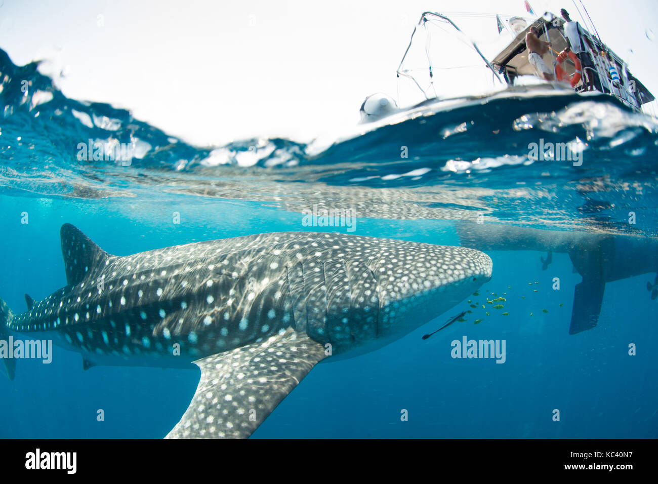WALHAIE IM KLAREN WASSER VON NOSY BE IN MADAGASKAR Stockfoto