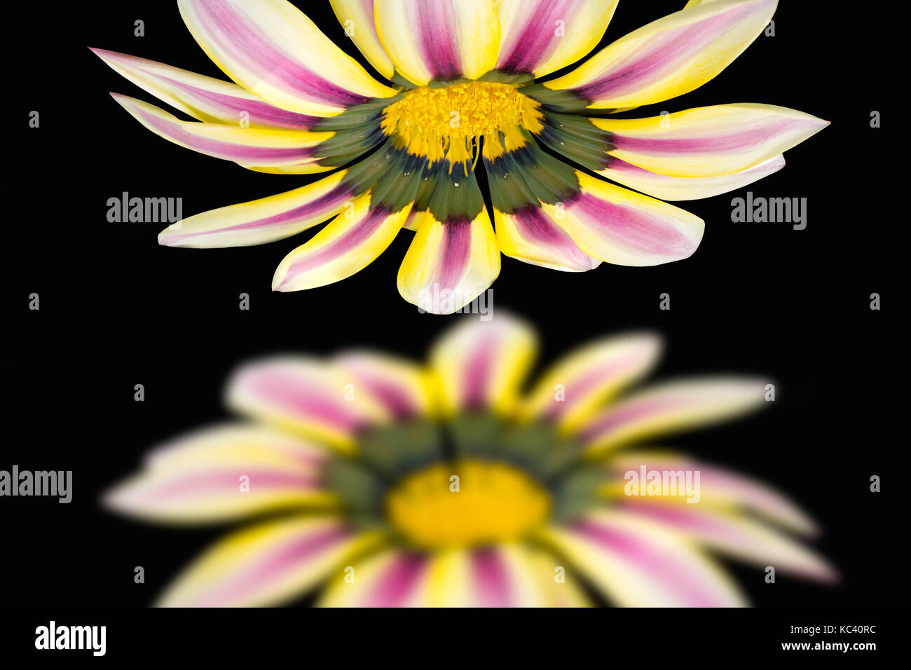 Gazania Blume in künstlerischen Blick Stockfoto