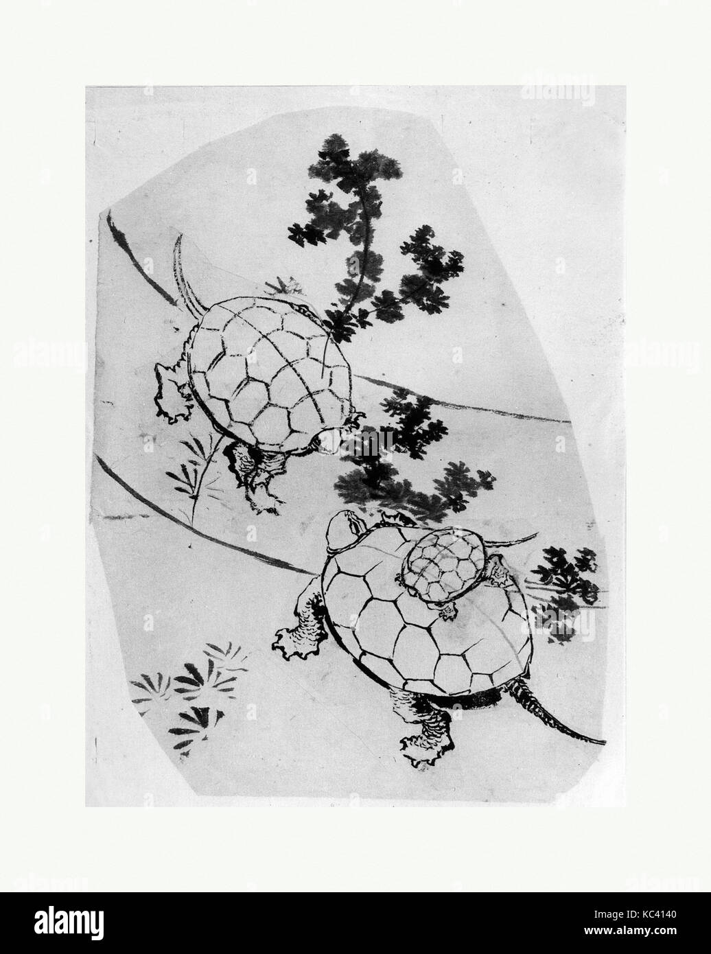 Schildkröten, Katsushika Hokusai, 18. - 19. Jahrhundert zugeschrieben Stockfoto