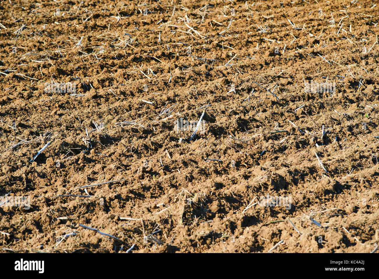 Gepflügten Feldes Furchen nach Weizen. landwirtschaftlichen Hintergrund. Stockfoto