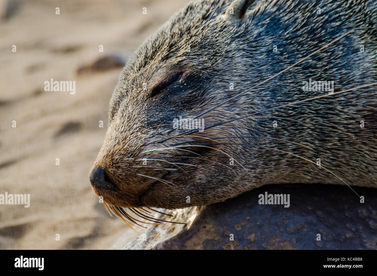 Portrait von wunderschönen südafrikanischen Fell Dichtung an große Robbenkolonie, Cape Cross, Namibia, Südafrika Stockfoto