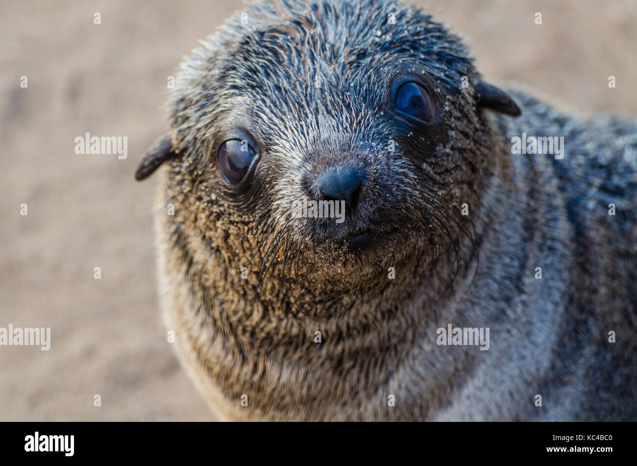 Portrait von wunderschönen südafrikanischen Fell Dichtung an große Robbenkolonie, Cape Cross, Namibia, Südafrika Stockfoto