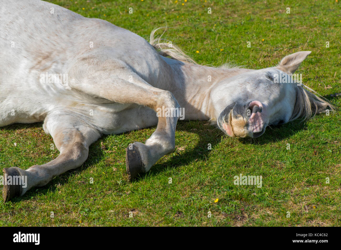 Nahaufnahme einer grauen New Forest pony schlafen im Sommer Sonnenschein Stockfoto