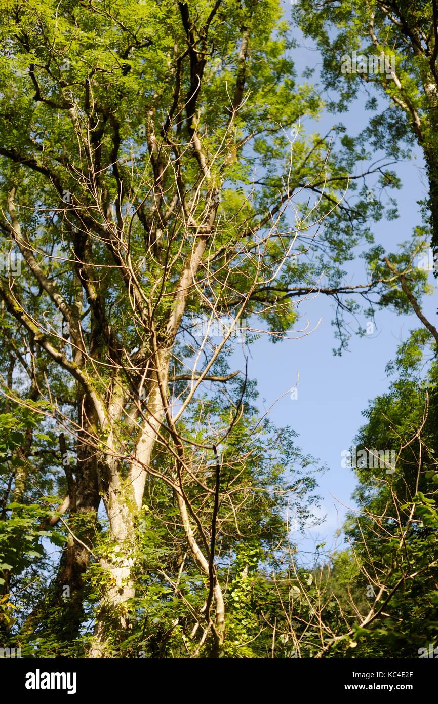 Hymenoscyphus Fraxineus, Ash Absterben Pilzerkrankung auf jungen Ash Bäumen, Wales, UK Stockfoto