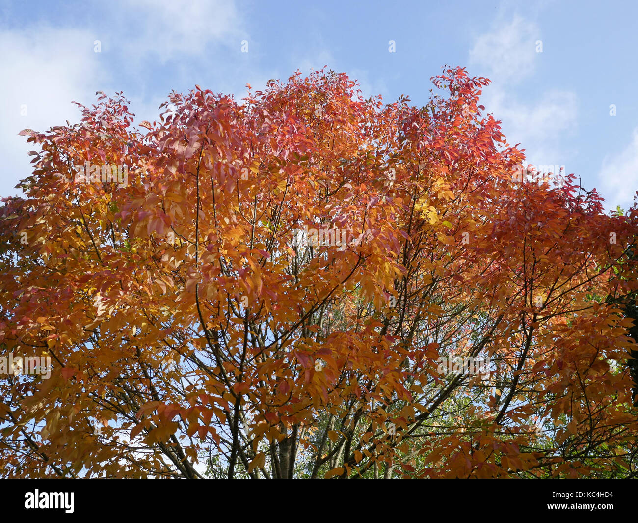 Newquay, Cornwall, England. 2. Okt 2017. UK Wetter. Herbst beginnt in Newquay wie die Blätter beginnen in der Nähe von Trenance See zu fallen. Credit: Nicholas Burningham/Alamy leben Nachrichten Stockfoto