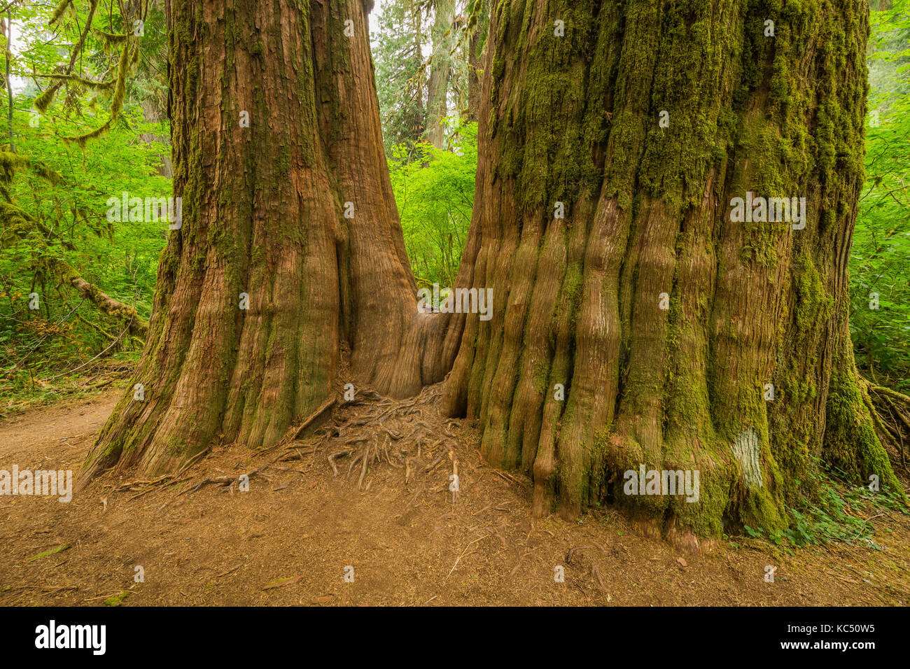 Riesige Western Redcedars, Thuja plicata, in den Hoh Regenwald entlang der Hoh River Trail in Olympic National Park, Washington State, USA wachsenden Stockfoto