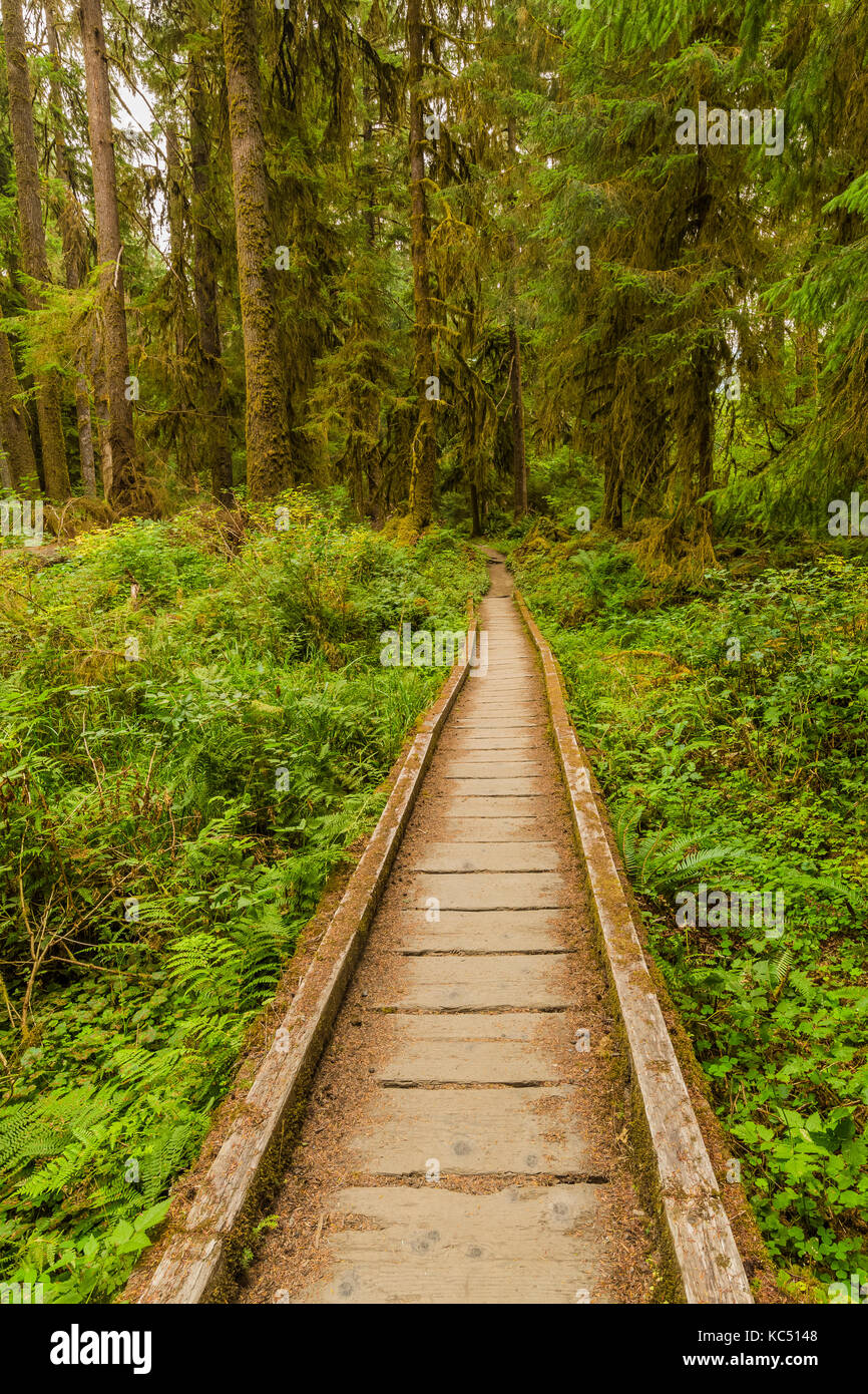 Boardwalk Bridging ein Bach und Feuchtgebiet in der Hoh Regenwald entlang der Hoh River Trail in Olympic National Park, Washington State, USA Stockfoto