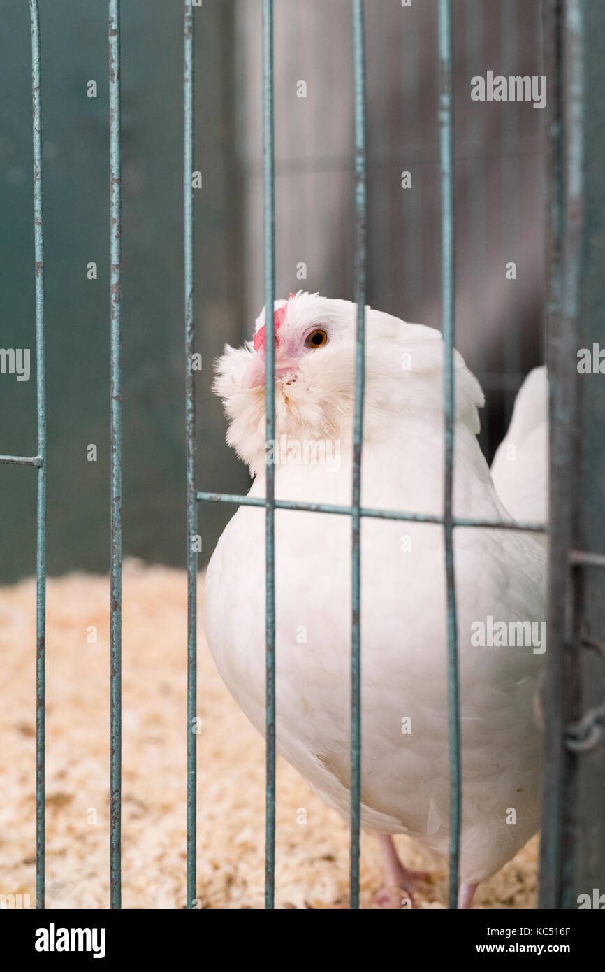 Barbu d'Anvers Hühner in Käfigen bei Malvern Herbst Show gezeigt wird. Worcestershire, Großbritannien Stockfoto
