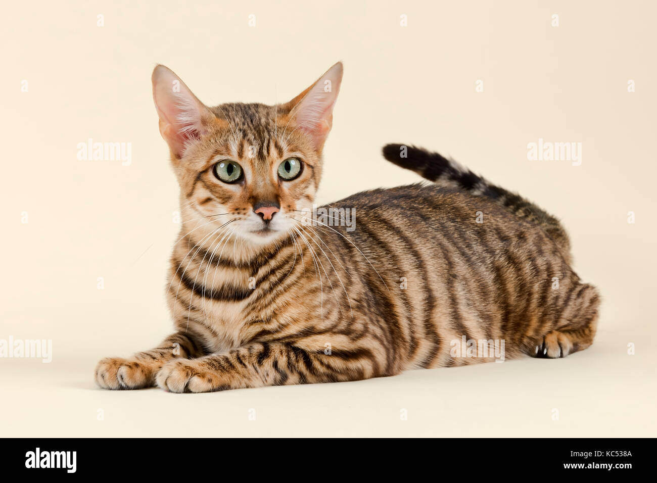 Toyger breedcat (Felis silvestris catus), Alter 1 Jahr, Farbe Grau Schwarz getigert Stockfoto