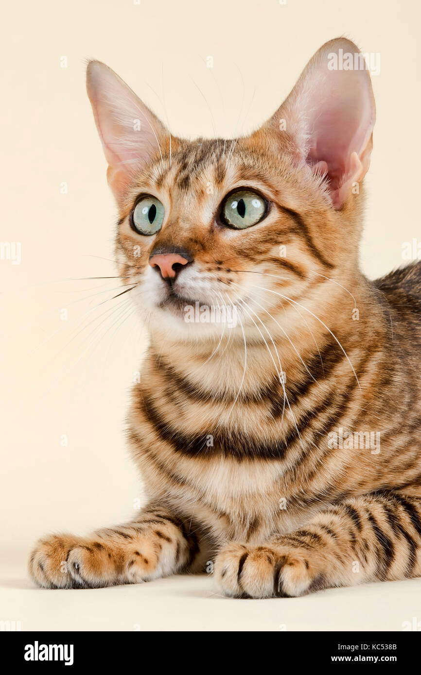 Breedcat toyger felis silvestris catus Fotos und Bildmaterial in hoher Auflösung Alamy