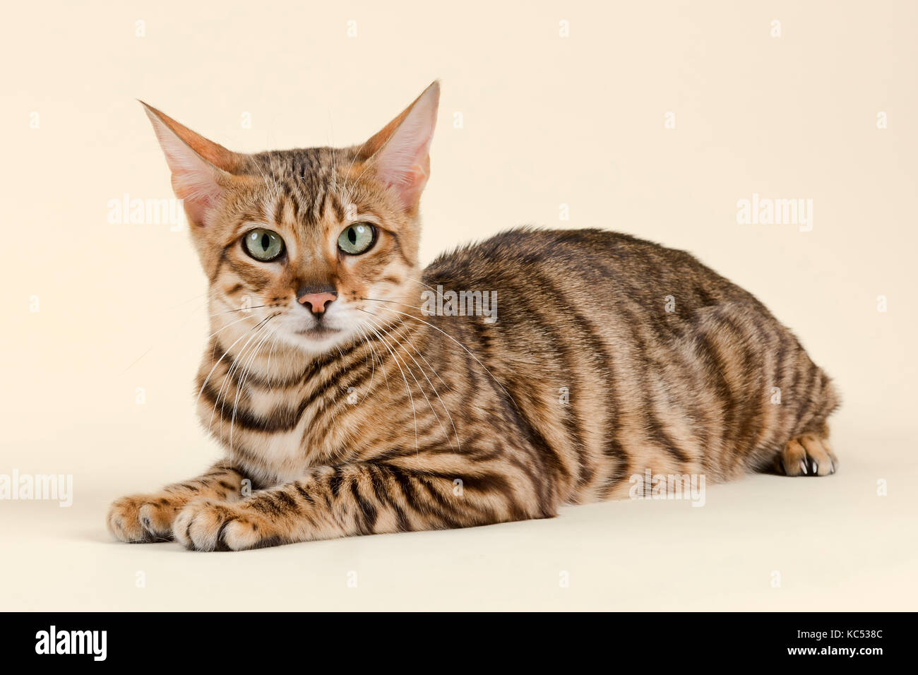 Toyger breedcat (Felis silvestris catus), Alter 1 Jahr, Farbe Grau Schwarz getigert Stockfoto