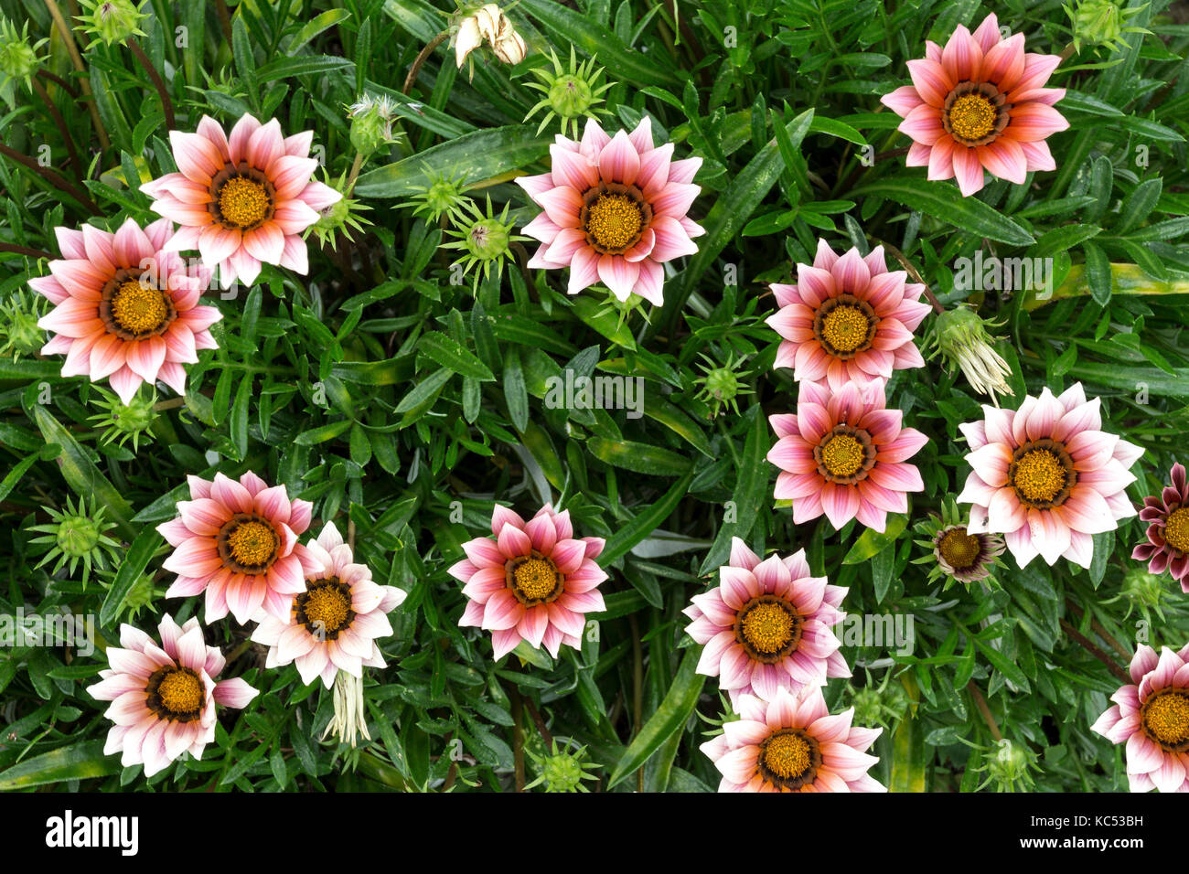 12:00 Uhr Blumen (dorotheanthus), Flores, Azoren, Portugal Stockfoto