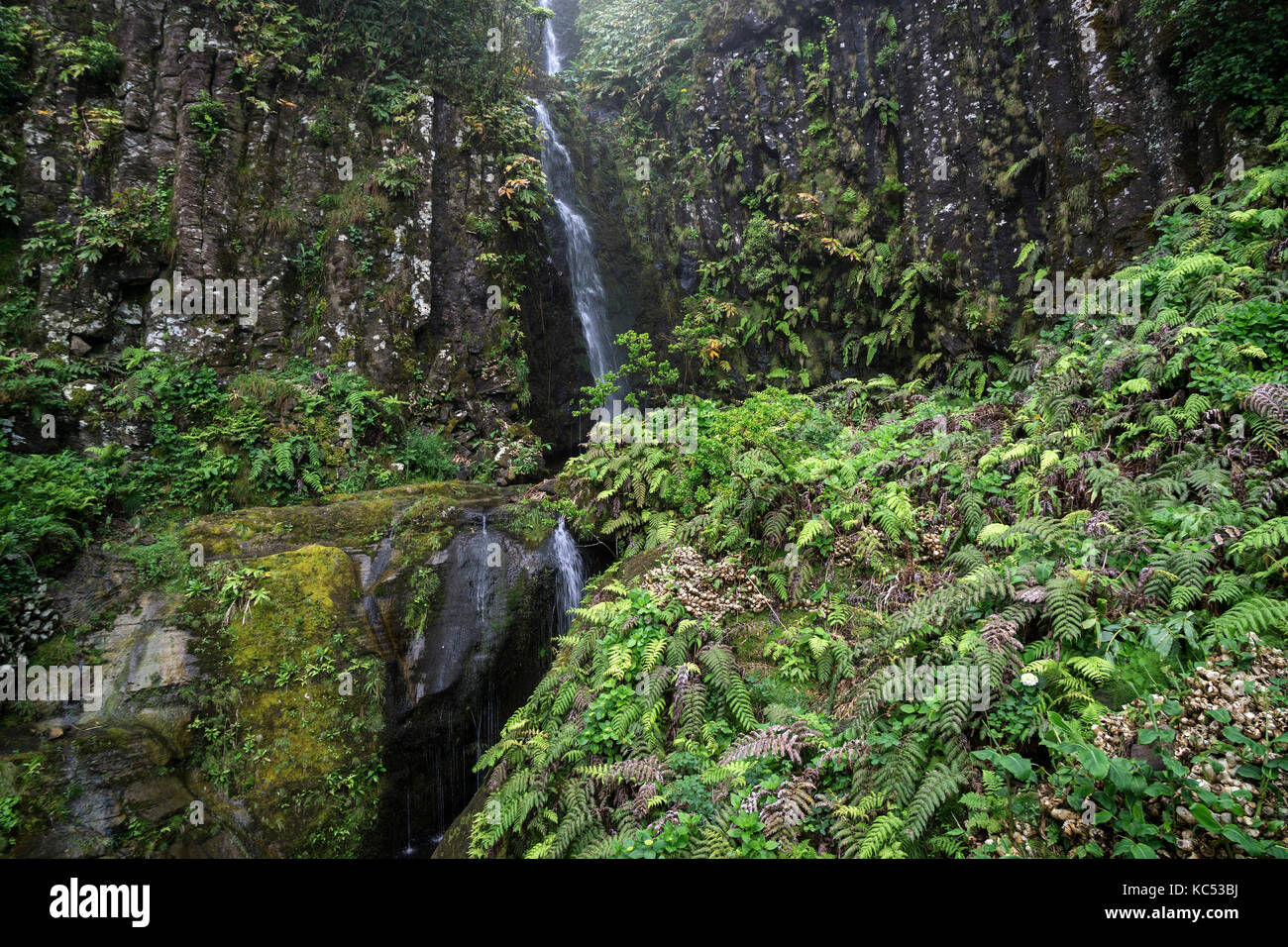 Wasserfall mit typischen Farn Vegetation (tracheophyta), in der Nähe von lajedo, Flores, Azoren, Portugal Stockfoto