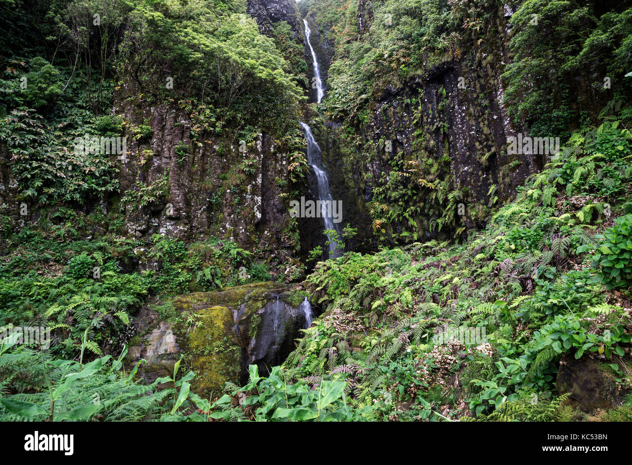 Wasserfall mit typischen Farn Vegetation (tracheophyta), in der Nähe von lajedo, Flores, Azoren, Portugal Stockfoto