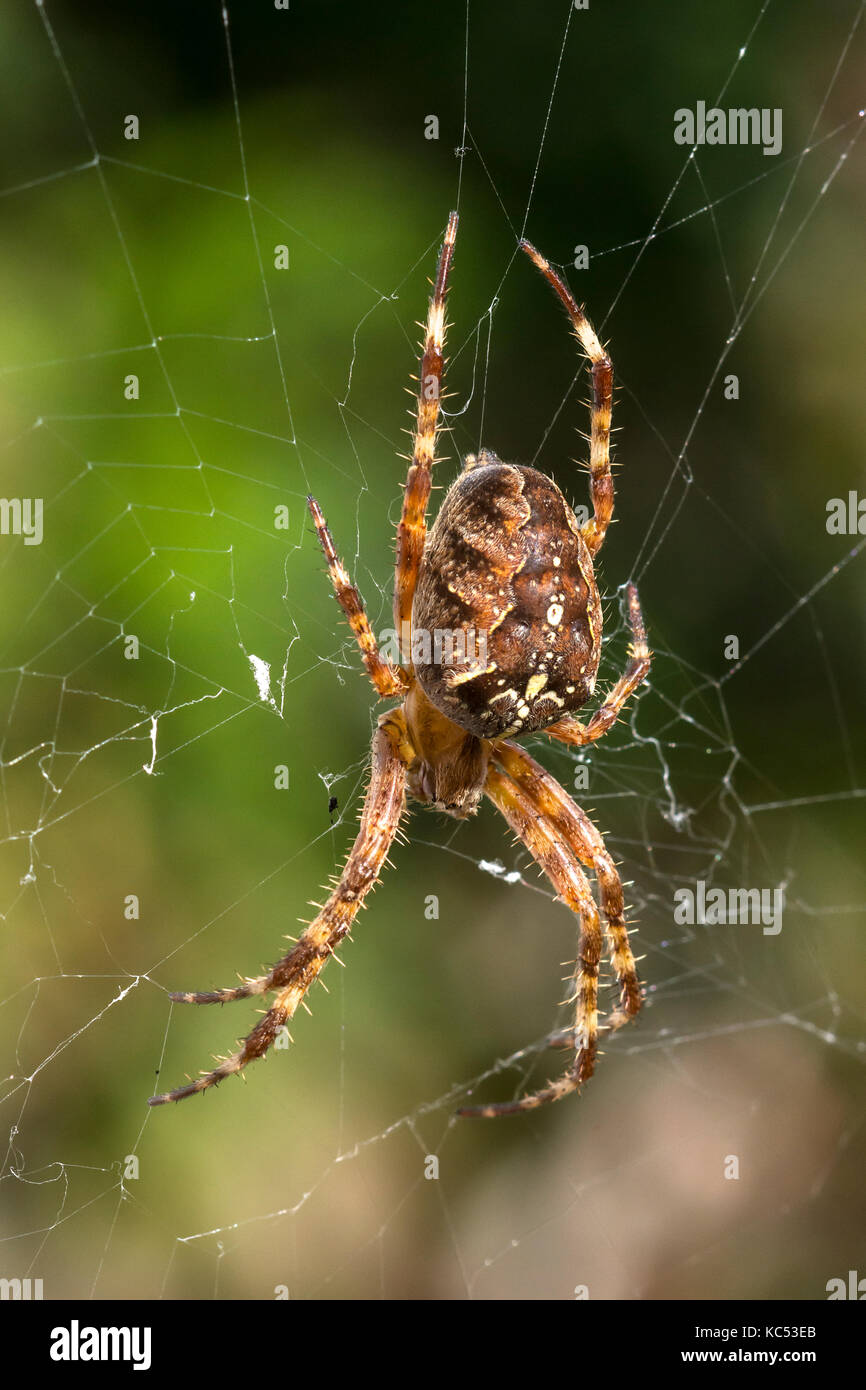 Europäische Gartenkreuzspinne (Araneus diadematus) lauert in das Spinnennetz, Bayern, Deutschland Stockfoto