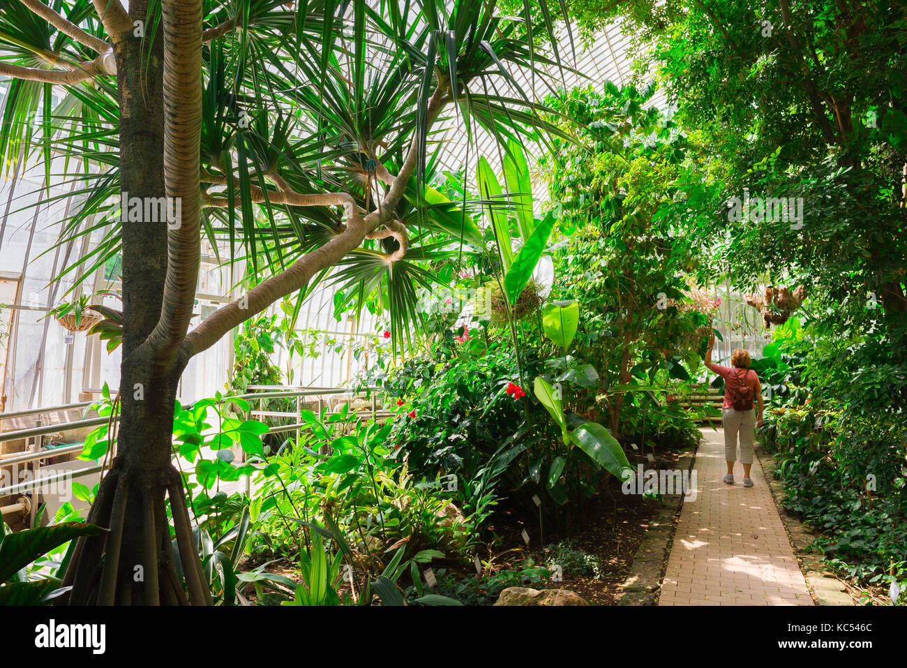 Botanischer Garten Valencia Spanien, Rückansicht einer Frau, die durch ein großes Gewächshaus voller tropischer Pflanzen im Jardin Botanico, Valencia, geht. Stockfoto