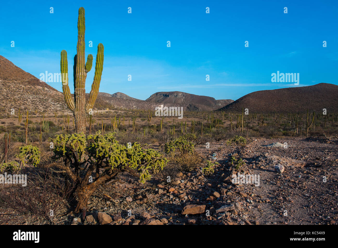 Saguaro (carnegiea gigantea) in der Landschaft, in der Nähe von la Paz, Baja California, Mexiko Stockfoto