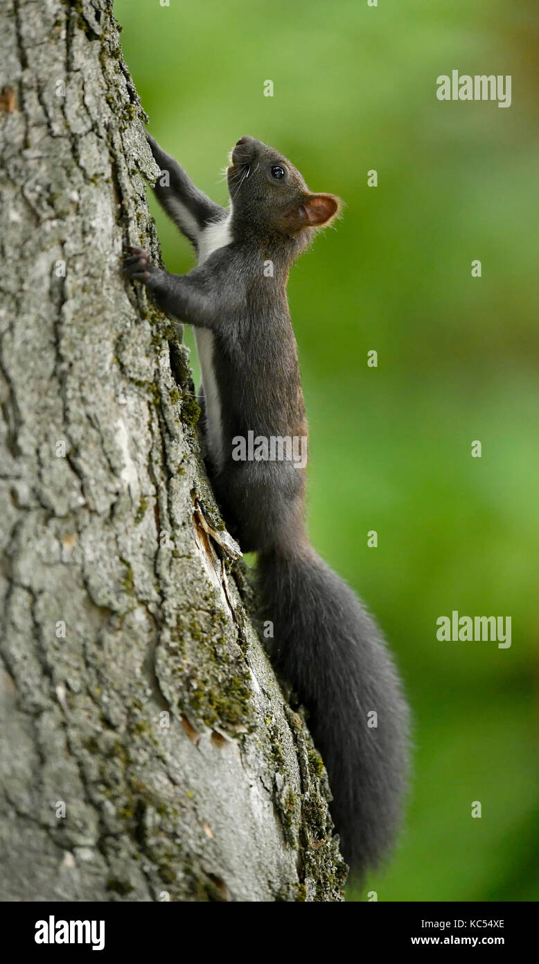 Eurasischen Eichhörnchen (Sciurus vulgaris), melanistic Tier, klettert auf einen Baum, Baden-Württemberg, Deutschland Stockfoto
