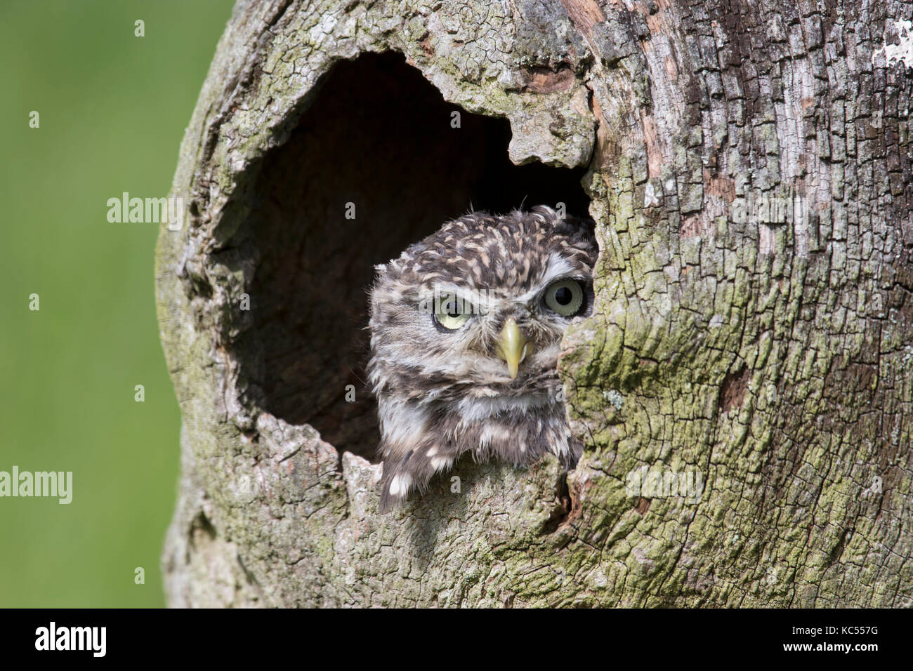 Steinkauz Athene noctua heraus lugen aus ein Loch in der Rinde eines Baumes Stockfoto