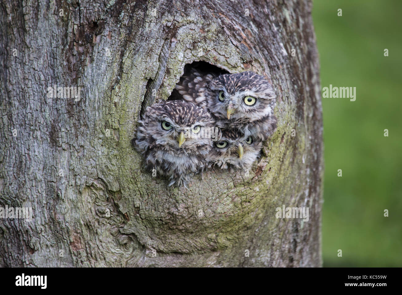 Drei kleine Eulen Athene noctua heraus lugen aus einer Bohrung in einem Baum Stockfoto