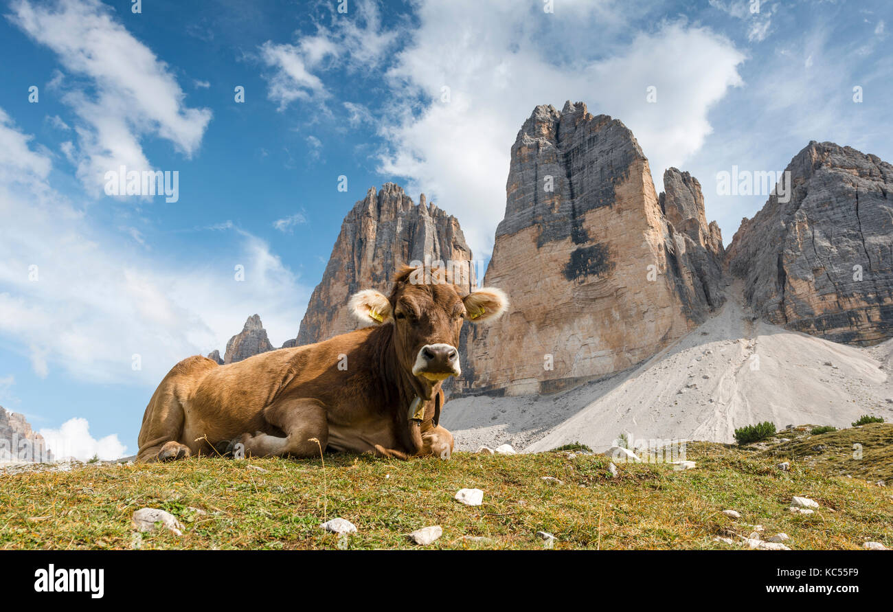 Kuh auf der Alp, North Face der Drei Zinnen, Sextner Dolomiten, Südtirol, Trentino - Südtirol, Alto-Adige, Italien Stockfoto