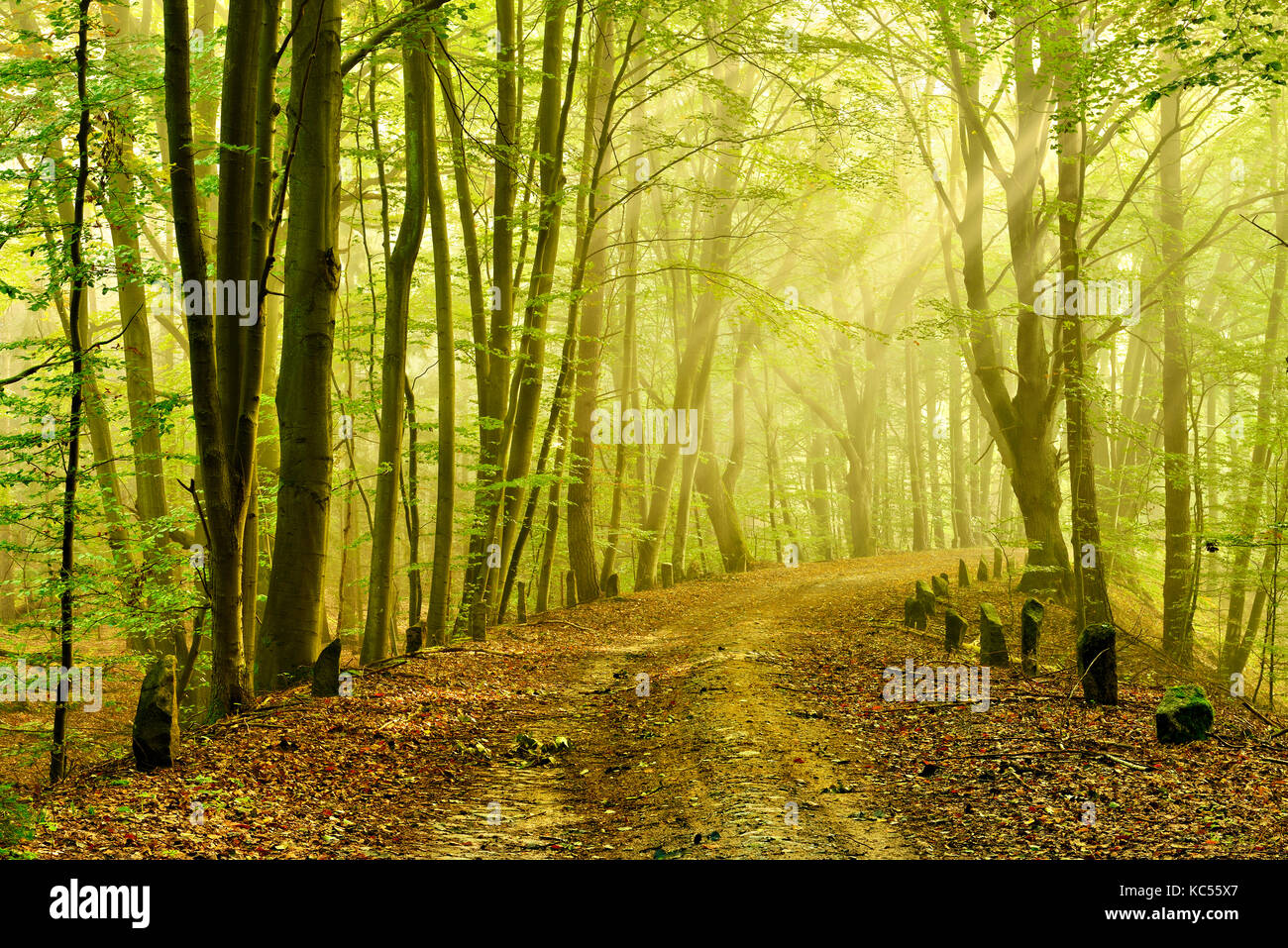 Alte Goldenbaumer Landstraße, Postkutschenweg aus dem 18. Jahrhundert, Morgenstimmung, früher Nebel mit Sonnenstrahlen Stockfoto