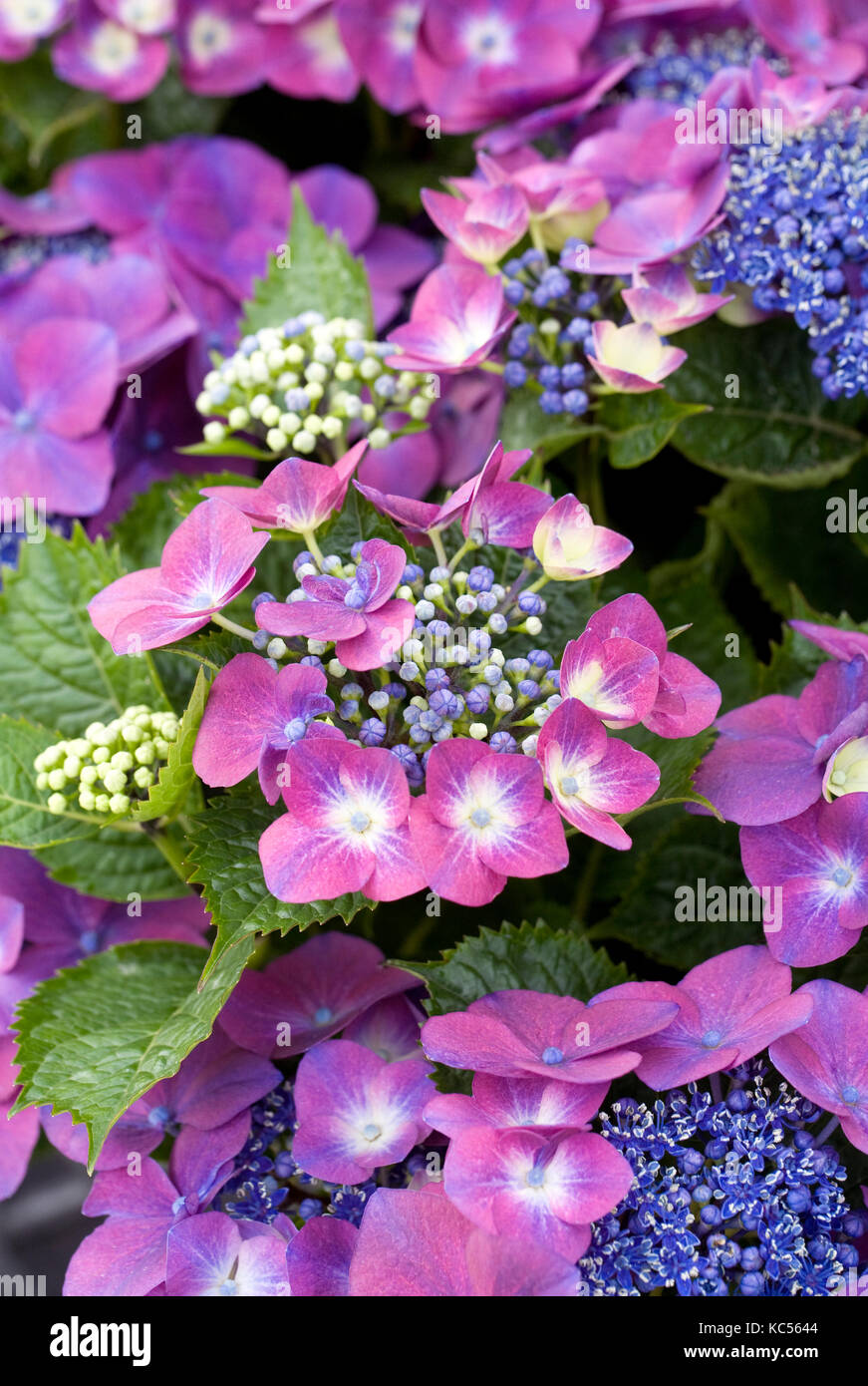 Hydrangea Macrophylla 'Kardinal Violett' Blumen. Stockfoto